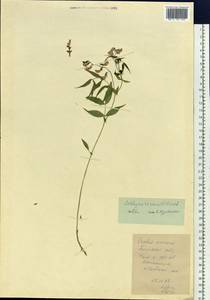 Lathyrus vernus (L.) Bernh., Siberia, Western Siberia (S1) (Russia)