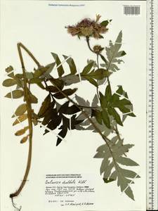 Psephellus dealbatus (Willd.) C. Koch, Eastern Europe, Moscow region (E4a) (Russia)
