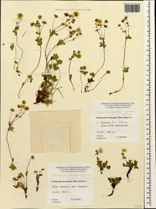 Potentilla crantzii (Crantz) Beck, Caucasus, Stavropol Krai, Karachay-Cherkessia & Kabardino-Balkaria (K1b) (Russia)