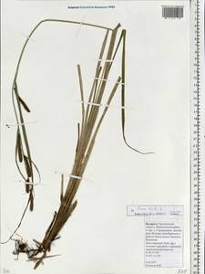 Carex acuta L., Eastern Europe, Belarus (E3a) (Belarus)