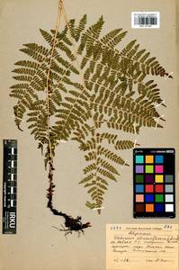 Diplazium sibiricum (Turcz. ex Kunze) Sa.Kurata, Siberia, Baikal & Transbaikal region (S4) (Russia)