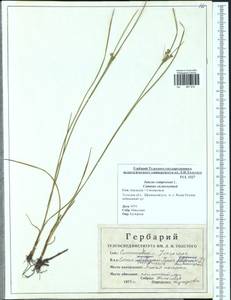 Juncus compressus Jacq., Eastern Europe, Central region (E4) (Russia)