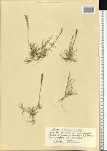 Tragus racemosus (L.) All., Eastern Europe, South Ukrainian region (E12) (Ukraine)