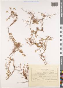 Thymus daghestanicus Klokov & Des.-Shost., Caucasus, Azerbaijan (K6) (Azerbaijan)