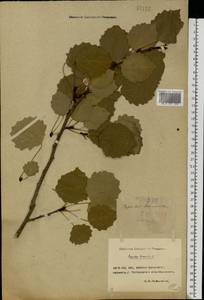 Populus tremula L., Eastern Europe, Rostov Oblast (E12a) (Russia)