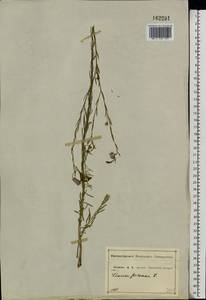 Linum perenne L., Eastern Europe, Central forest-and-steppe region (E6) (Russia)