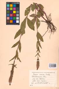 MHA 0 160 512, Veronica orchidea Crantz, Eastern Europe, West Ukrainian region (E13) (Ukraine)