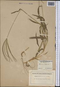 Digitaria horizontalis Willd., America (AMER) (United States)