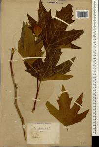 Platanus orientalis L., Caucasus (no precise locality) (K0)