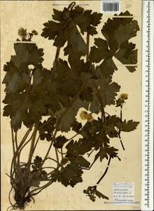 Ranunculus polyanthemos subsp. nemorosus (DC.) Schübl. & G. Martens, Caucasus, Azerbaijan (K6) (Azerbaijan)