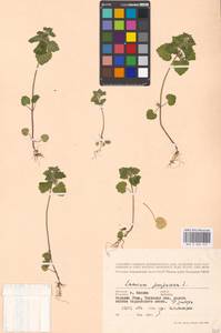 Lamium purpureum L., Eastern Europe, Moscow region (E4a) (Russia)