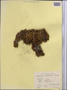 Potentilla tetrandra (Bunge) Bunge ex Hook. fil., Middle Asia, Pamir & Pamiro-Alai (M2) (Tajikistan)