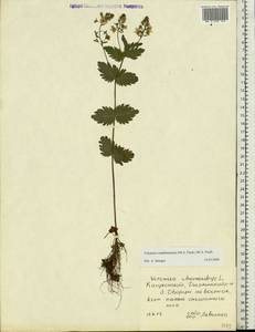 Veronica vindobonensis (M. Fisch.) M. Fisch., Eastern Europe, Central region (E4) (Russia)