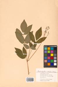 Caulophyllum robustum Maxim., Siberia, Russian Far East (S6) (Russia)