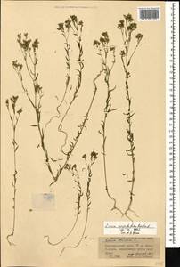Linum corymbulosum Rchb., Caucasus, Krasnodar Krai & Adygea (K1a) (Russia)