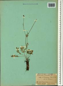 Ranunculus raddeanus Regel, Caucasus, Armenia (K5) (Armenia)