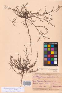 Polygonum aschersonianum H.Gross, Eastern Europe, Middle Volga region (E8) (Russia)