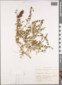 Astragalus uliginosus L., Siberia, Western Siberia (S1) (Russia)