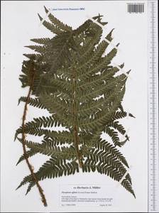 Dryopteris affinis (Lowe) Fraser-Jenk., Western Europe (EUR) (Switzerland)