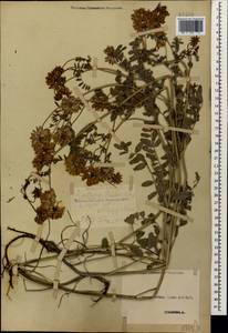 Coronilla varia L., Caucasus, Stavropol Krai, Karachay-Cherkessia & Kabardino-Balkaria (K1b) (Russia)