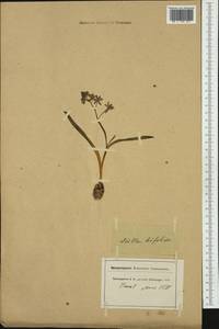 Scilla bifolia L., Western Europe (EUR) (Switzerland)