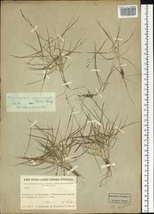 Cleistogenes squarrosa (Trin.) Keng, Siberia, Baikal & Transbaikal region (S4) (Russia)