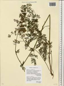 Selinum carvifolia (L.) L., Eastern Europe, Moscow region (E4a) (Russia)