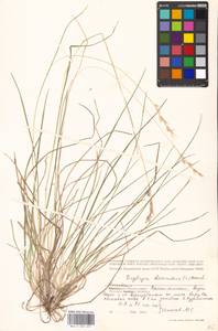 Danthonia decumbens (L.) DC., Eastern Europe, Moscow region (E4a) (Russia)
