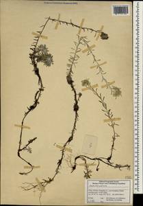 Leontopodium, South Asia, South Asia (Asia outside ex-Soviet states and Mongolia) (ASIA) (China)