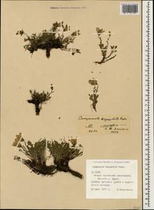 Campanula bellidifolia subsp. bellidifolia, Caucasus, North Ossetia, Ingushetia & Chechnya (K1c) (Russia)