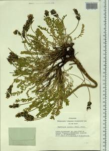 Oxytropis altaica (Pall.)Pers., Siberia, Altai & Sayany Mountains (S2) (Russia)