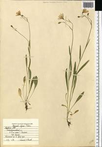 Campanula wolgensis P.A.Smirn., Eastern Europe, Middle Volga region (E8) (Russia)