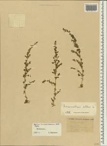 Amaranthus albus L., Crimea (KRYM) (Russia)