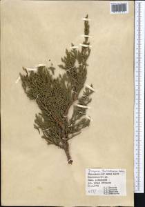 Juniperus pseudosabina Fisch. & C.A.Mey., Middle Asia, Pamir & Pamiro-Alai (M2) (Tajikistan)