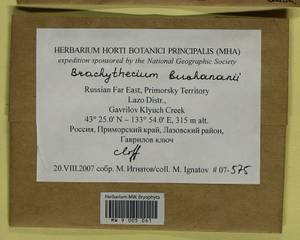 Brachythecium buchananii (Hook.) A. Jaeger, Bryophytes, Bryophytes - Russian Far East (excl. Chukotka & Kamchatka) (B20) (Russia)