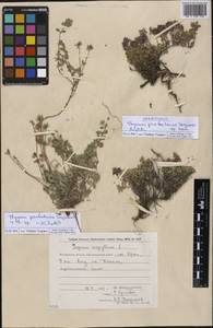 Thymus probatovae, Siberia, Chukotka & Kamchatka (S7) (Russia)