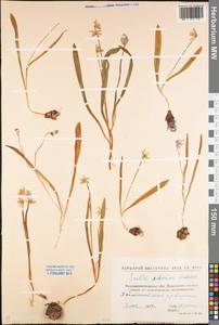 Scilla siberica Andrews, Eastern Europe, North Ukrainian region (E11) (Ukraine)