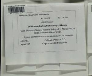 Flexitrichum flexicaule (Schwägr.) Ignatov & Fedosov, Bryophytes, Bryophytes - Krasnoyarsk Krai, Tyva & Khakassia (B17) (Russia)