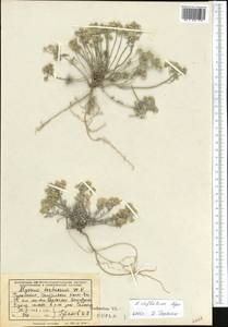 Odontarrhena inflata (Nyár.) D. A. German, Middle Asia, Kopet Dag, Badkhyz, Small & Great Balkhan (M1) (Turkmenistan)