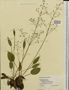 Alisma plantago-aquatica L., Eastern Europe, Western region (E3) (Russia)