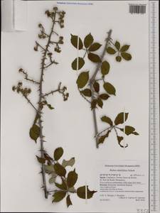 Rubus ulmifolius Schott, Western Europe (EUR) (Spain)