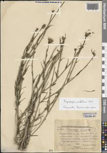 Tragopogon podolicus Besser ex DC., Eastern Europe, Lower Volga region (E9) (Russia)