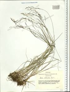 Poa glauca subsp. altaica (Trin.) Olonova & G.H.Zhu, Siberia, Altai & Sayany Mountains (S2) (Russia)