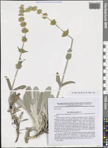 Sideritis taurica Steph. ex Willd., Crimea (KRYM) (Russia)