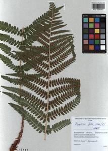 Dryopteris filix-mas (L.) Schott, Siberia, Altai & Sayany Mountains (S2) (Russia)