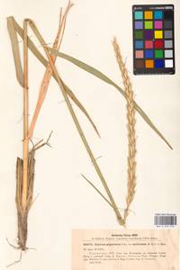 Leymus racemosus (Lam.) Tzvelev, Eastern Europe, South Ukrainian region (E12) (Ukraine)