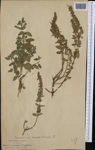 Teucrium massiliense L., Western Europe (EUR) (Italy)