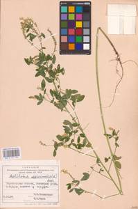 Melilotus officinalis (L.) Lam., Eastern Europe, South Ukrainian region (E12) (Ukraine)