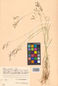Poa arctica R.Br., Siberia, Chukotka & Kamchatka (S7) (Russia)