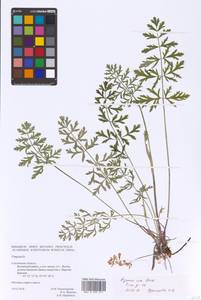 Pimpinella, Eastern Europe, Western region (E3) (Russia)